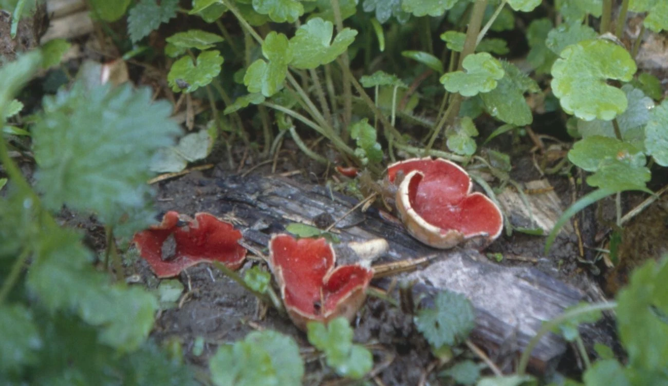 To koniecznie musisz wiedzieć o grzybie czarka szkarłatna To koniecznie musisz wiedzieć o grzybie czarka szkarłatna