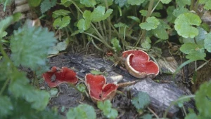 Ta leśna "rzodkiewka" to rarytas dla grzybiarzy. Jak ją znaleźć?