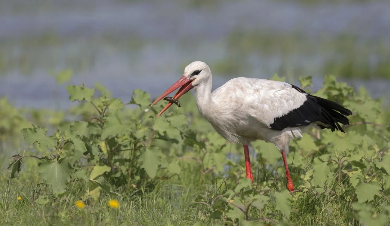 Żaby znajdują się w bocianiej diecie, ale nie są jej podstawowym składnikiem, jak powszechnie niegdyś sądzono /CanvaPro