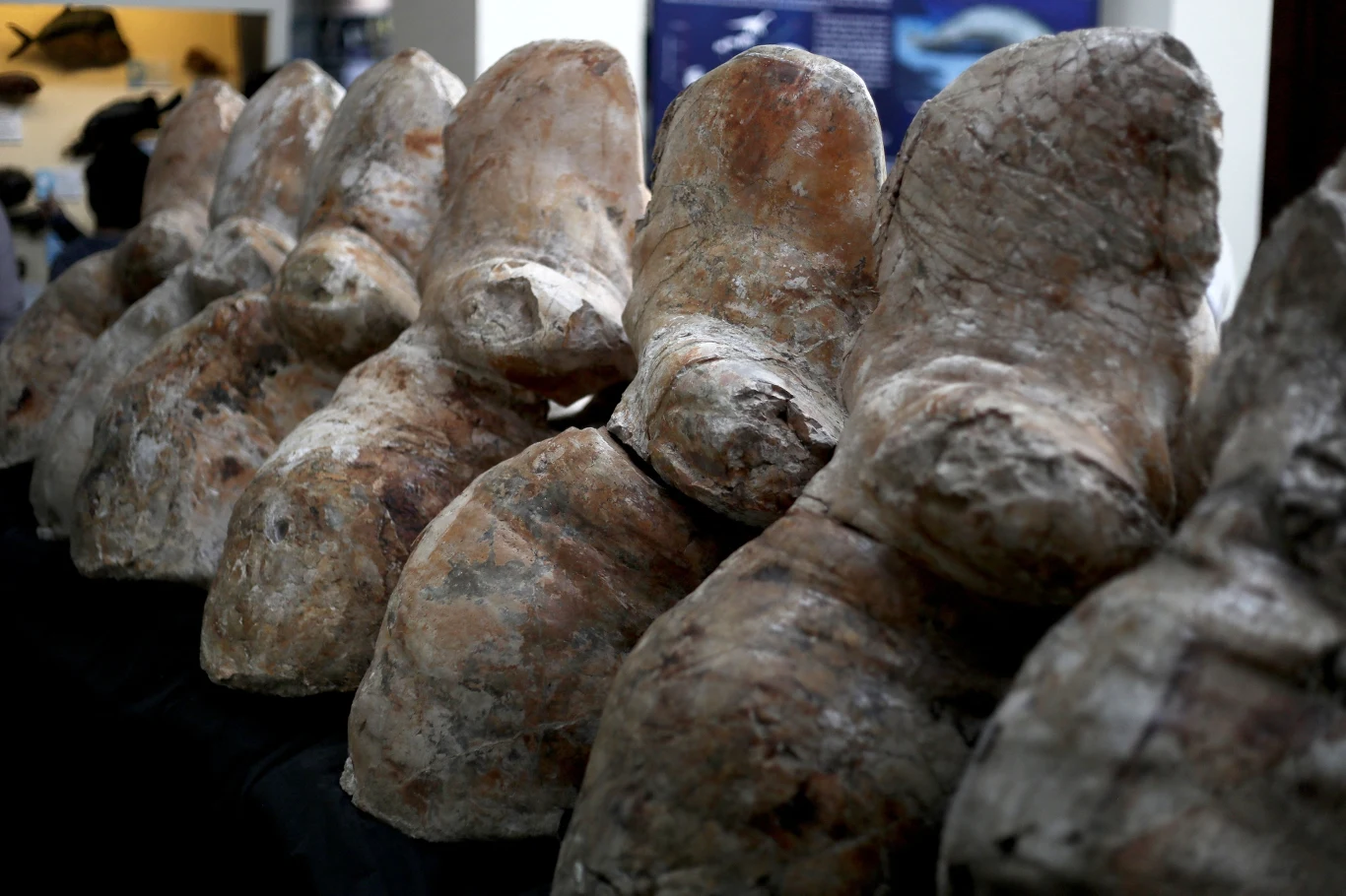 Perucetus miał specyficznie zbudowane kości