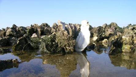 Ostryżyca japońska na początku była tylko ciekawostką. Dzisiaj naukowcy obawiają się, jak wpłynie na ekosystem Bałtyku