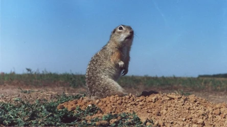 To sukces naukowców. W Polsce ponownie można spotkać susła moręgowanego