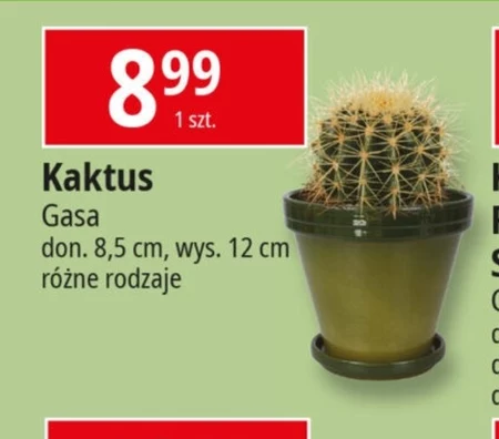 Kaktus Gasa