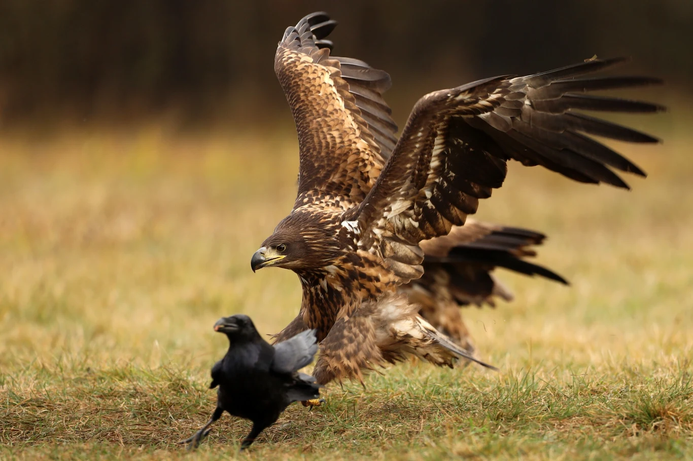 Bielik poluje na ofiarę Bielik poluje na ofiarę