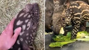 Rzadkie zwierzę w amerykańskim zoo. Przypomina arbuza