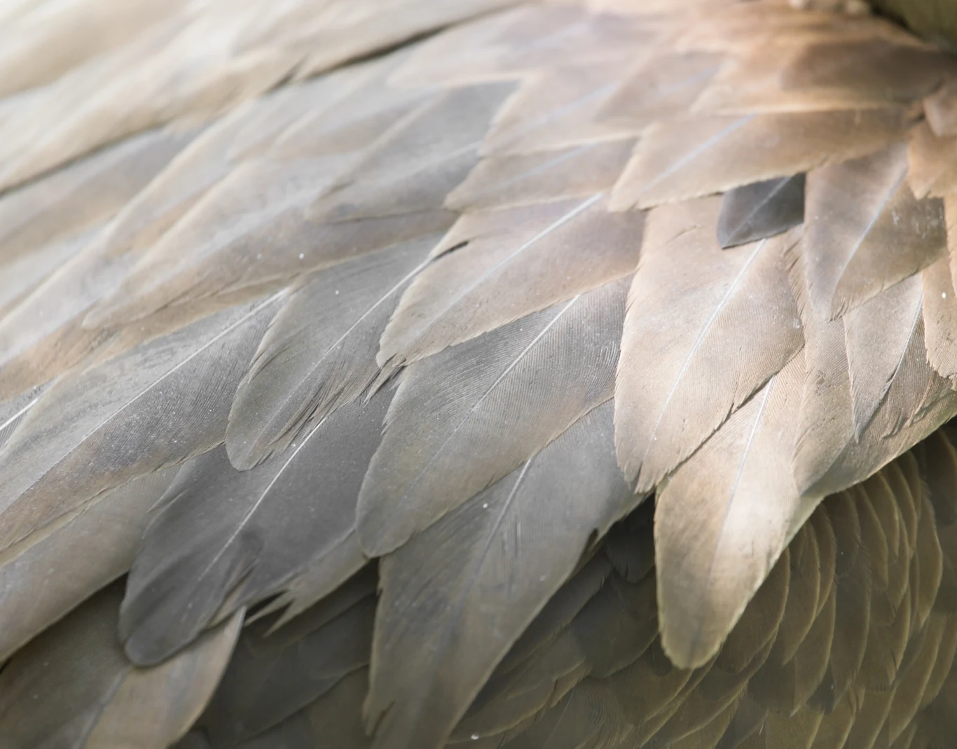 Jakie pióra mają ptaki nieloty?