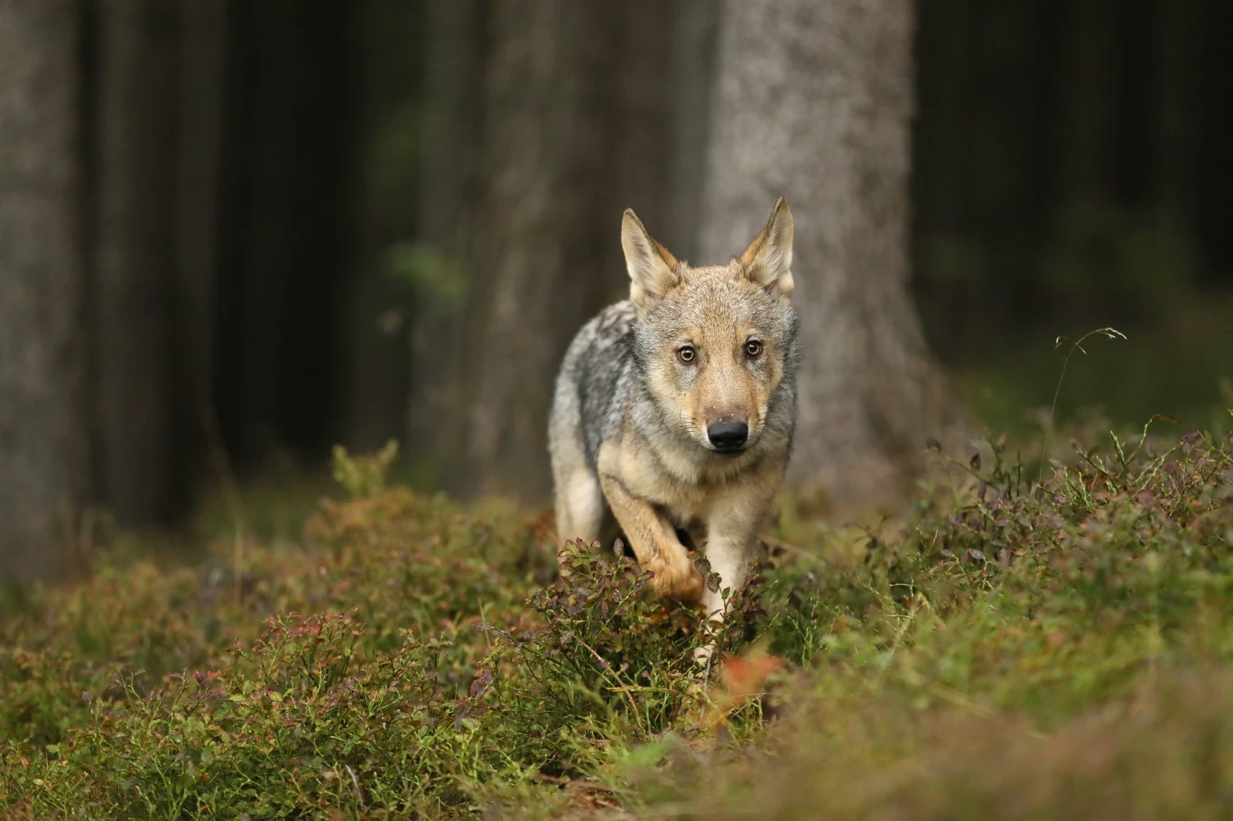 Wilki w UE już bez ścisłej ochrony. Decyzja oburzyła przyrodników Wilki w UE już bez ścisłej ochrony. Decyzja oburzyła przyrodników