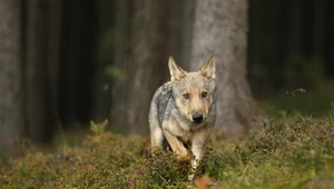 Wilki w UE już bez ścisłej ochrony. Decyzja oburzyła przyrodników