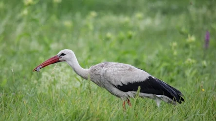 Czy to prawda, że bociany jedzą głównie żaby?