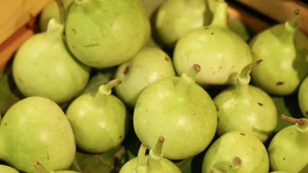 Nie wszystkie odmiany tykwy są jadalne