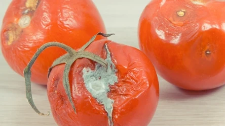 Spleśniałe pomidory mogą ci się jeszcze przydać. Będziesz zdziwiony, do czego