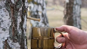 Naturalny eliksir zdrowia. Zbieraj wyłącznie na przednówku