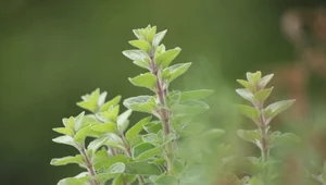 Leki spoza apteki – niezwykła moc oregano