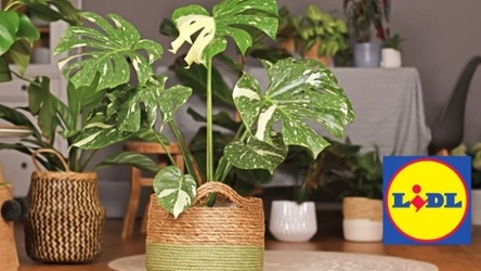 Kolekcjonerska Monstera Thai Constellation w Lidlu! 