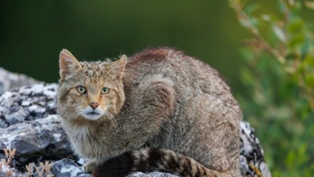 Żbik to dziki kot, który występuje tylko na południu Polski. Po czym można go rozpoznać?