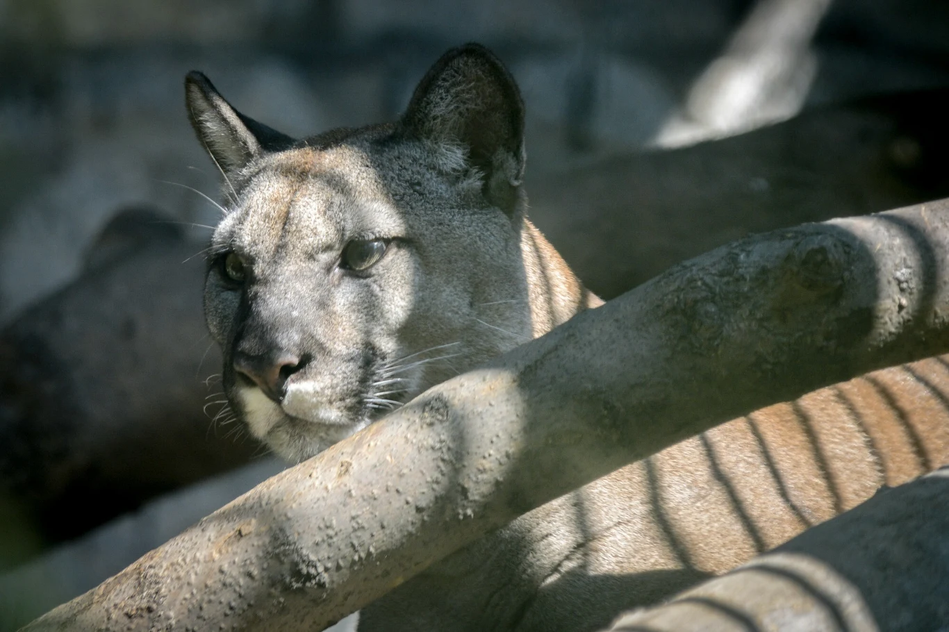 Puma Nubia trafiła do chorzowskiego zoo, tam gdzie jej miejsce