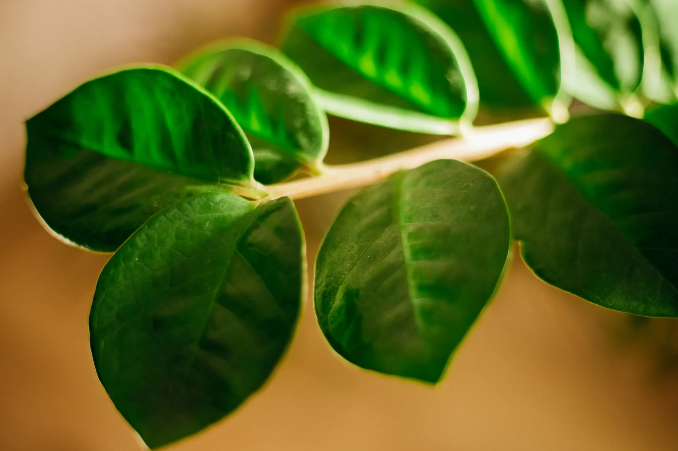 Liście zamiokulkasa często żółkną w okresie zimowym Liście zamiokulkasa często żółkną w okresie zimowym