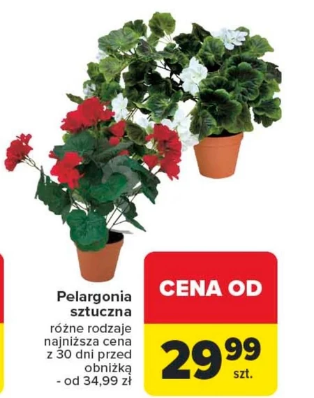 Pelargonia