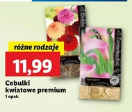 Cebulki kwiatowe Premium