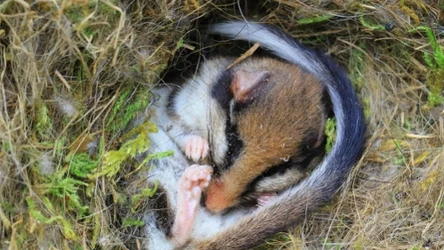 Malutka żołędnica zaskoczyła naukowców. Dzisiaj śpi już w poznańskim ZOO