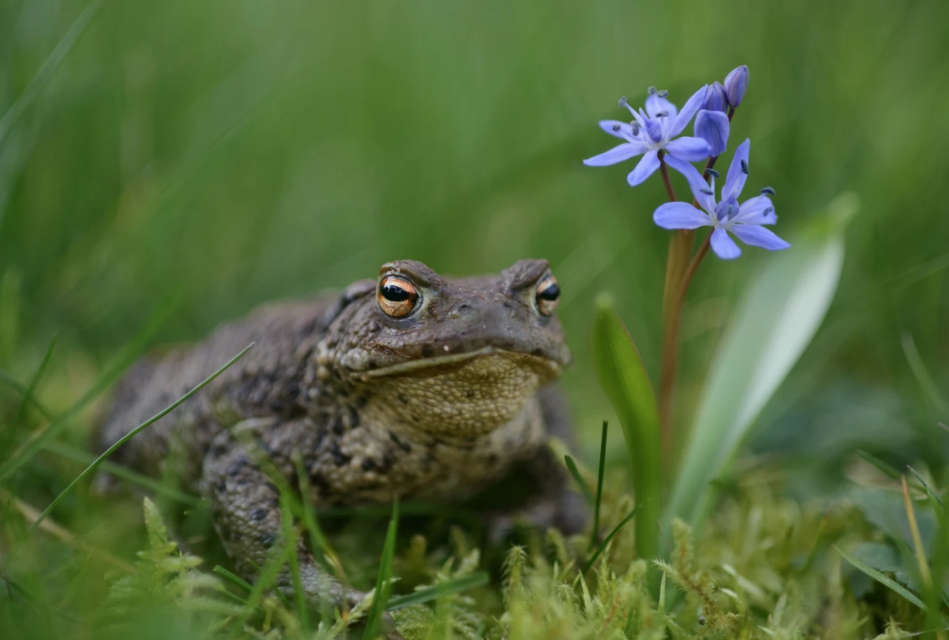 Ropuchy szare uznały, że przyszła już wiosna Ropuchy szare uznały, że przyszła już wiosna