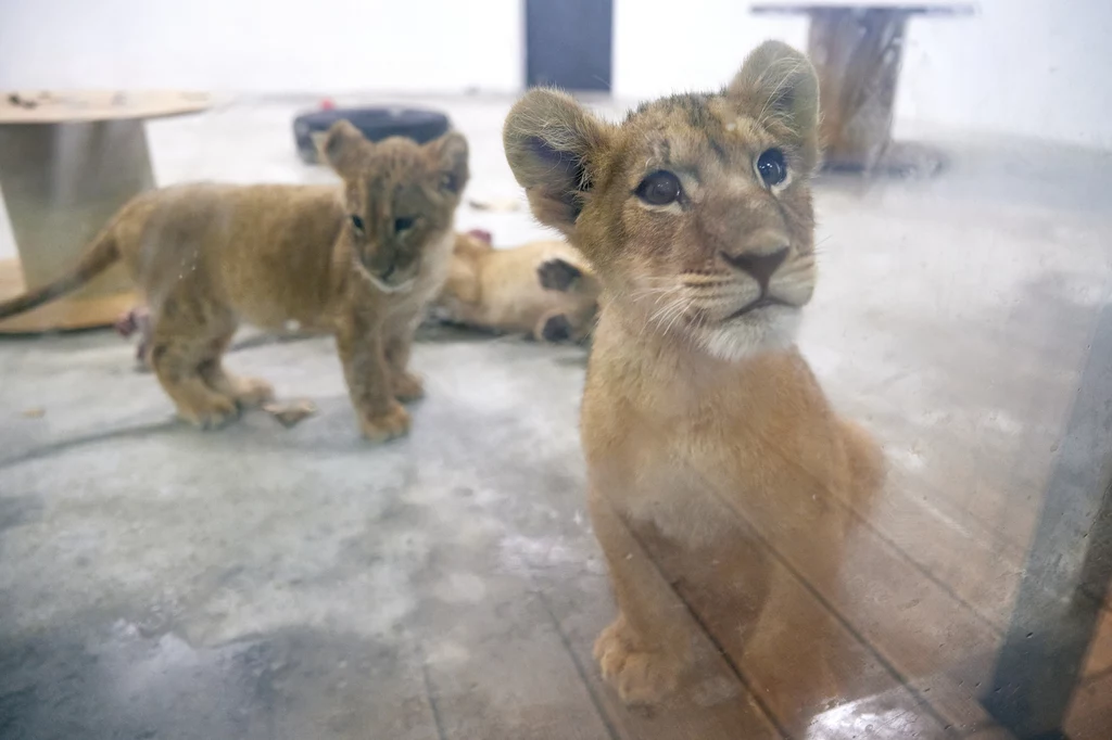 Poznańskie zoo od lat było schronieniem dla lwów z Ukrainy. Tu lwiątka uratowane z Odessy