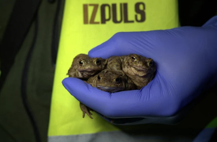 Ropuchy szare są ratowane w Poznaniu
