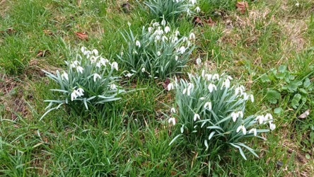 Sprawdź ile wiosennych kwiatów rozpoznasz