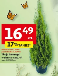 Thuja