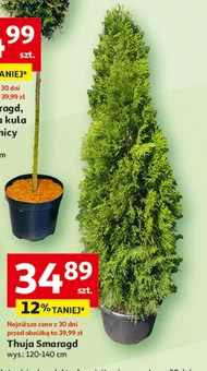 Thuja