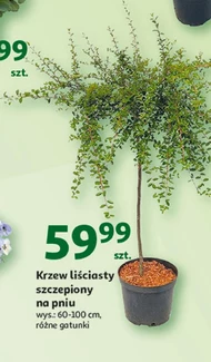 Krzew liściasty