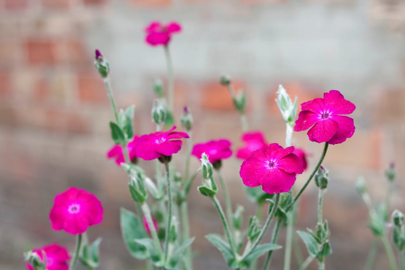 Firletka kwiecista stworzy w twoim ogrodzie dywan ze swoich ciemnoróżowych kwiatów. Firletka kwiecista stworzy w twoim ogrodzie dywan ze swoich ciemnoróżowych kwiatów.