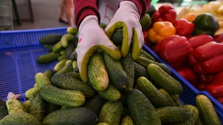 Polska importuje z Rosji tony ogórków