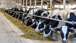 AGRO Ubezpieczenia jako jedyny zakład ubezpieczeń w Polsce zaoferował polskim rolnikom tak szeroką pomoc w ochronie ich stad