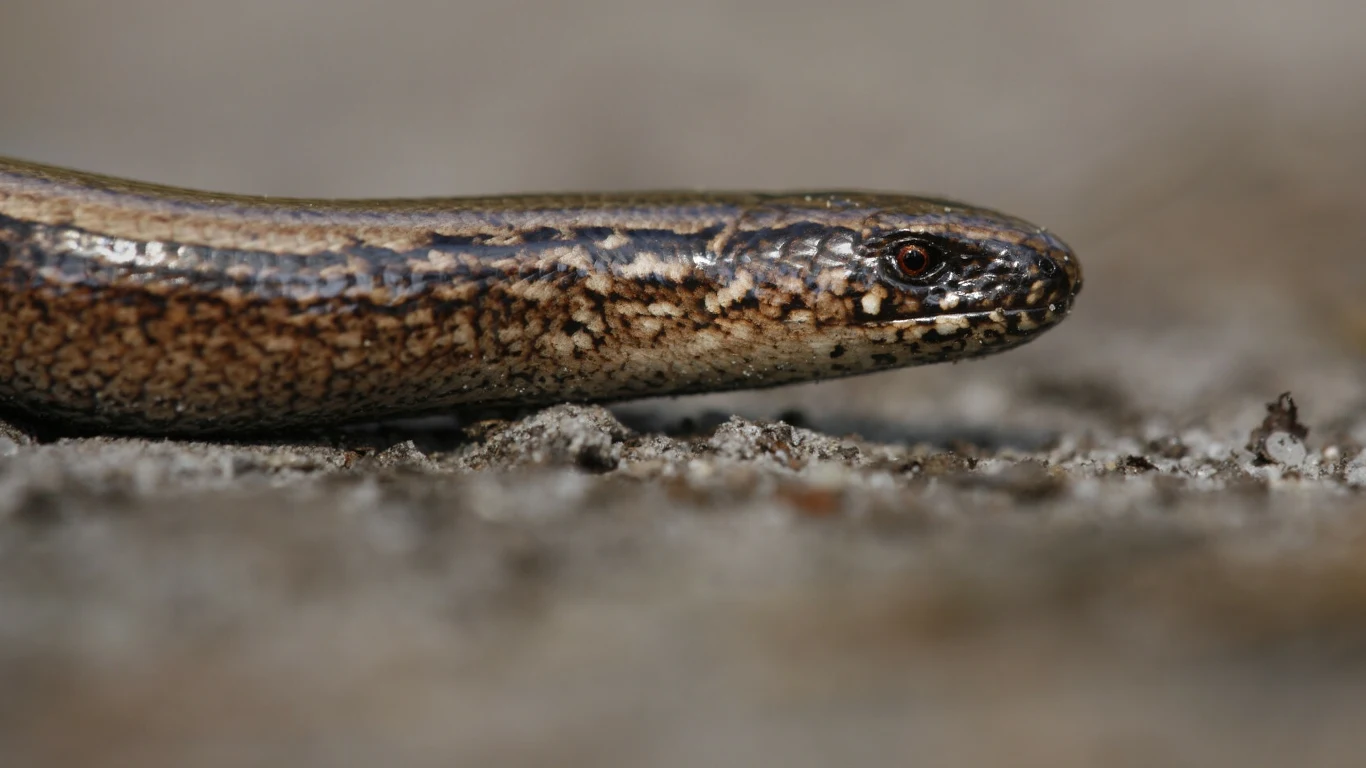 Na Górnym Śląsku i w okolicach Warszawy krzyżują się dwa gatunki padalców. Beznogie jaszczurki wyglądem przypominają węże Na Górnym Śląsku i w okolicach Warszawy krzyżują się dwa gatunki padalców. Beznogie jaszczurki wyglądem przypominają węże