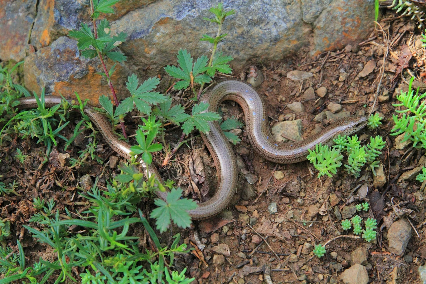 Padalec zwyczajny krzyżuje się z padalcem kolchidzkim Anguis colchica. Hybrydy w Polsce powstają na Górnym Śląsku i w okolicach Warszawy