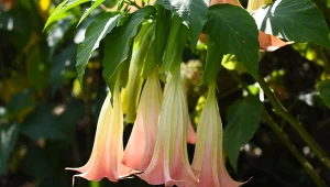 Posadź w ogrodzie anielskie trąby. Sąsiadka na 100 procent zzielenieje z zazdrości