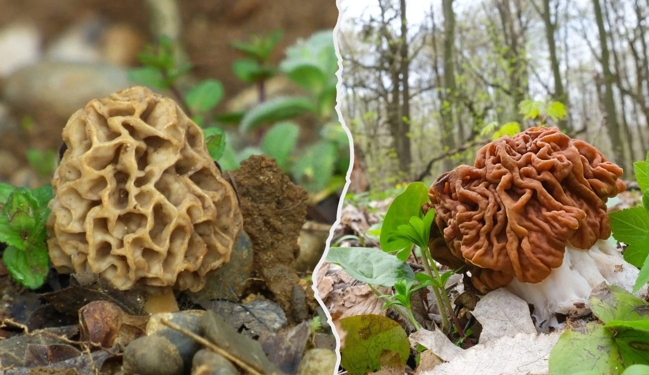 Porównanie dwóch podobnych do siebie gatunków: po lewej smardz jadalny (łac. Morchella esculenta), po prawej trująca piestrzenica kasztanowata (łac. Gyromitra esculenta) /CanvaPro