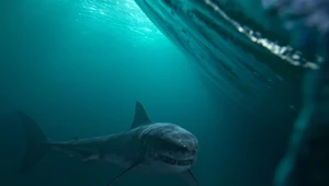 Nowe badania ujawniają zaskakujące fakty o megalodonie