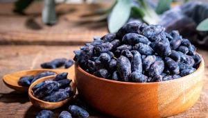 Ekstrakt z jagody kamczackiej, bogaty w antocyjany, poprawia pamięć epizodyczną 