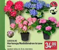 Гортензія Gardenline