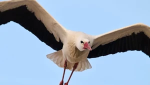 Bociany białe zmierzają do Polski