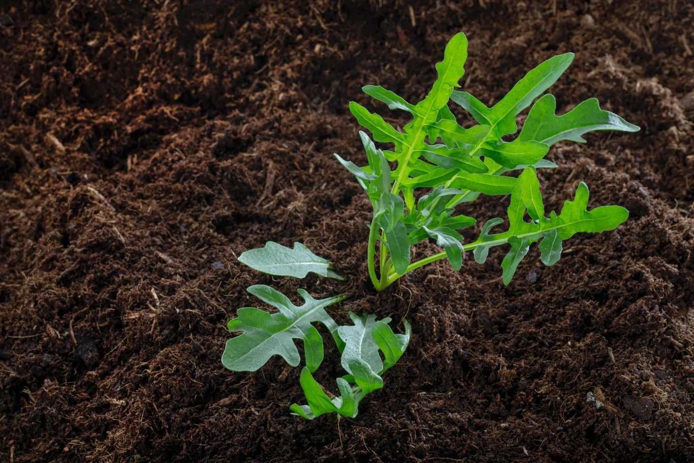Rukolę możemy uprawiać zarówno w doniczce, jak i w ogródku 
