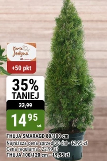 Thuja