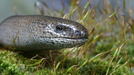 Padalce wbrew pozorom to wyjątkowe gady. Badania nad nimi w dalszym ciągu trwają