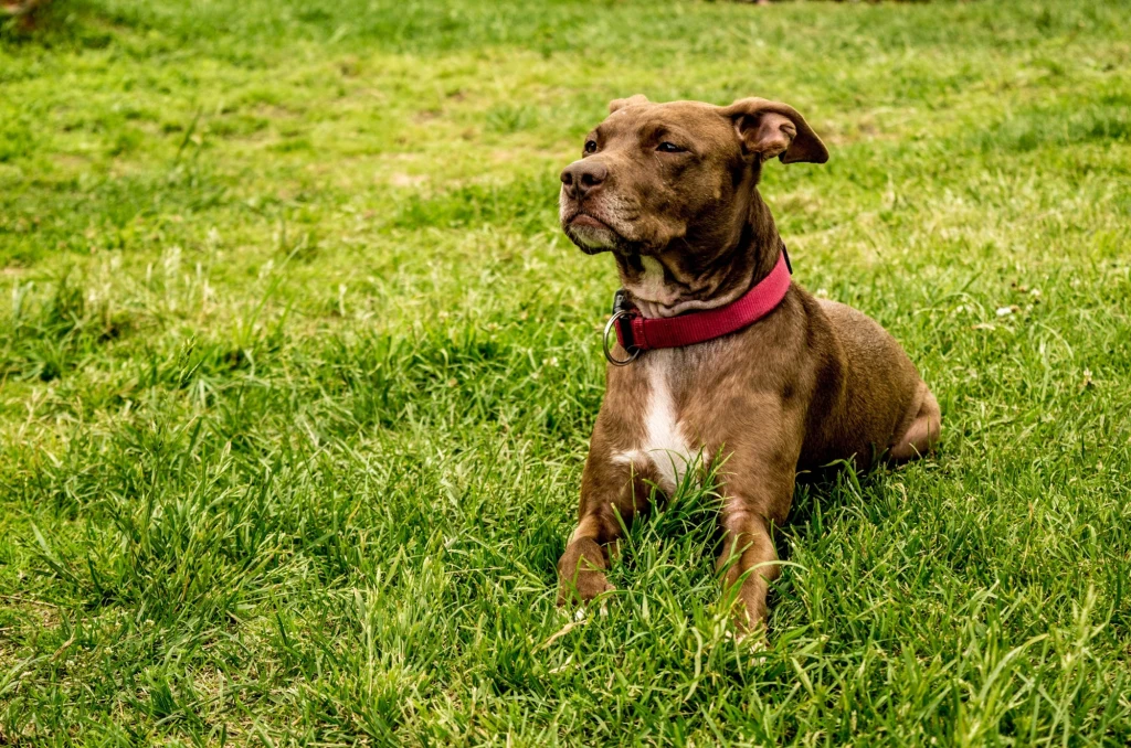 Skąd biorą się ataki zwierząt? (zdj. ilustracyjne) Skąd biorą się ataki zwierząt? (zdj. ilustracyjne)