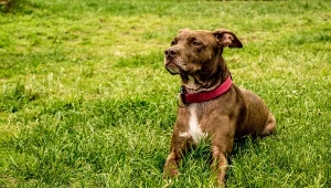 Skąd biorą się ataki zwierząt? (zdj. ilustracyjne)