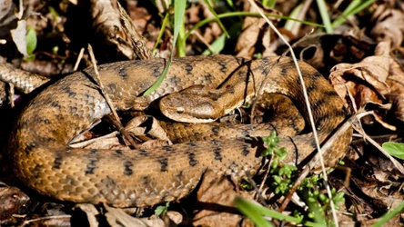 Koniecznie uchroń się przed ukąszeniem żmii zygzakowatej  