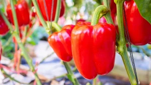 Sadzisz paprykę? Ogrodnik mówi, co zrobić, żeby mieć masę dorodnych owoców
