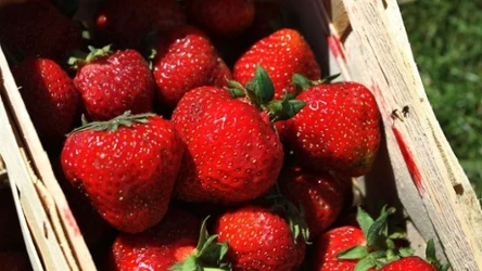 Polska truskawka doceniona przez serwis kulinarny